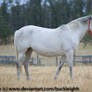 Grey andalusian mare conformation stock