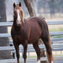 Flaxen liver chestnut horse standing stock