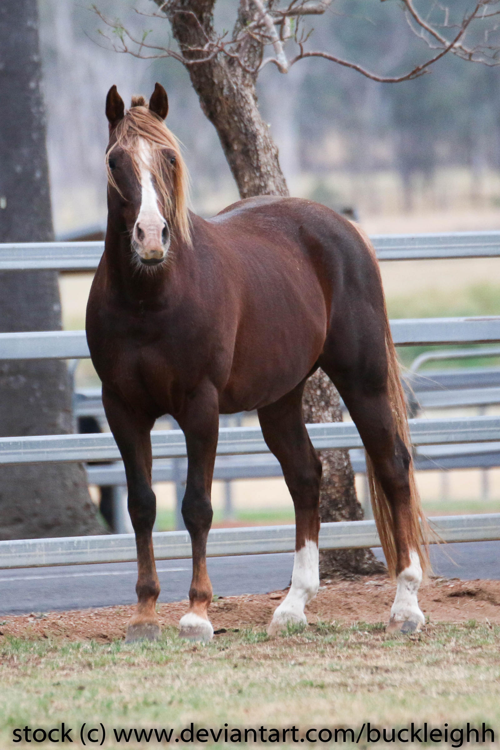 Horse Eden 2025 Artists Rumble Round 2 horse-eden-2025-artists-rumble-round-2