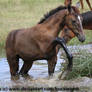 Brown foal pawing / water stock