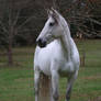 Grey andalusian horse standing stock