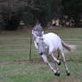 Grey andalusian horse bucking / floating stock