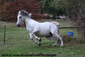 Grey andalusian horse rollback / rearing stock 2