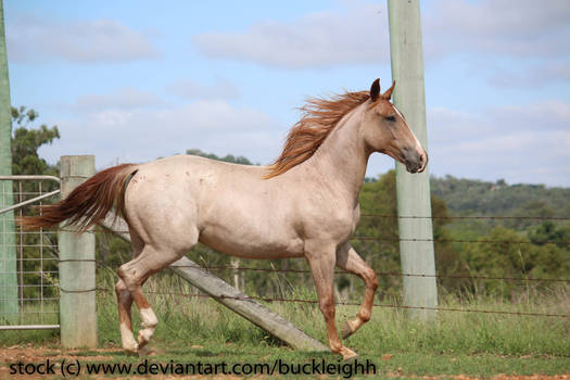 Red roan horse trot stock 2