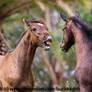 Foal expression / flehmen stock