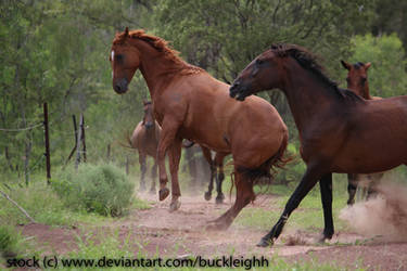 Chestnut horse bucking stock 2