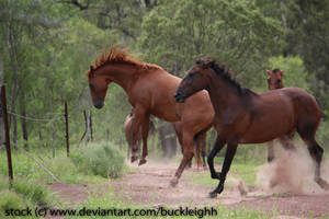 Chestnut horse bucking stock 3