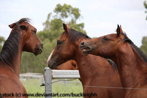 Bay horse headshot expression stock
