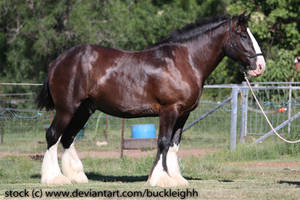 Shire draft horse conformation stock