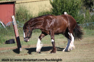 Shire draft horse trotting / snaking stock