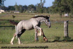 Shire draft foal canter stock 3