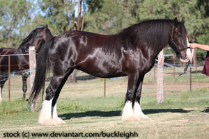 Shire draft horse conformation stock 4