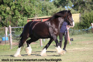 Shire draft horse trotting stock