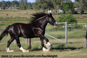 Shire draft horse canter stock 4