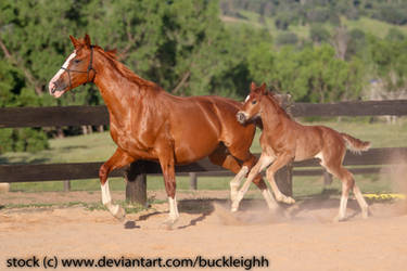 Chestnut mare and foal stock