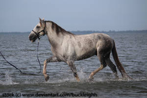 Grey andalusian horse trotting stock 2