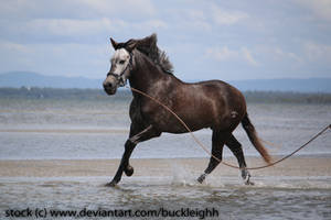 Grey horse canter stock 9