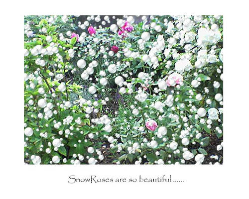 Snowroses