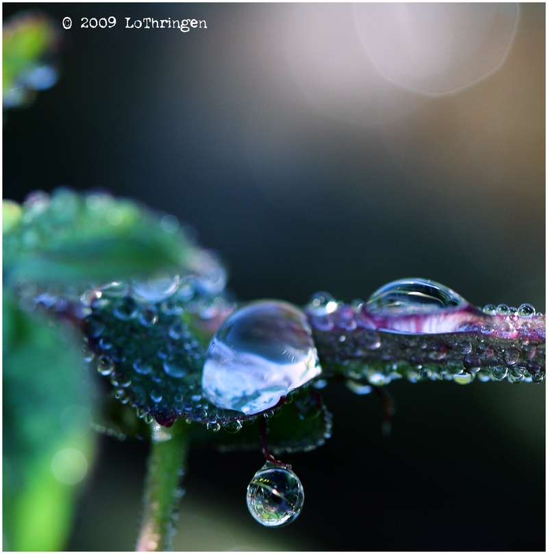 F0986 - Dew of dawn.