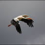 A0429 - Stork.