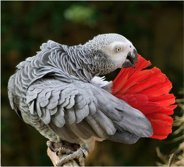 A0735 - The red fan.