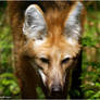 A1151 - Maned Wolf.