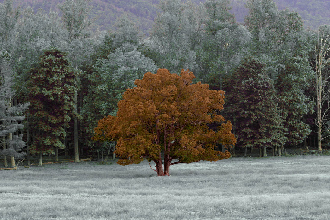 tree by variance on DeviantArt