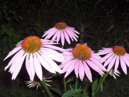 Echinacea Full Bloom by Blueoriontiger