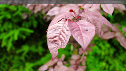 Red Leaf