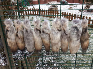 COYOTE TAILS FOR SALE