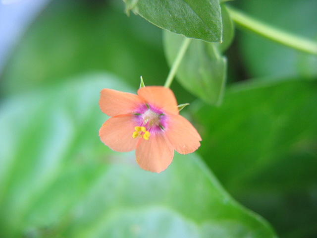 Little Pink Flower