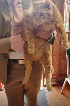 Figaro you are a heavyweight