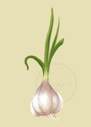 Garlic