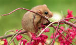 Dormouse by lordfreedom