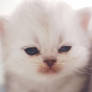 Baby persian cat