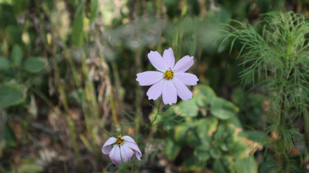 Cosmos bipinnatus - Flower