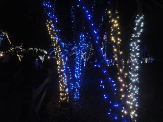 Zoo Lights 2