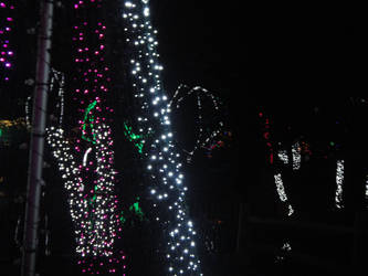 Zoo Lights 3