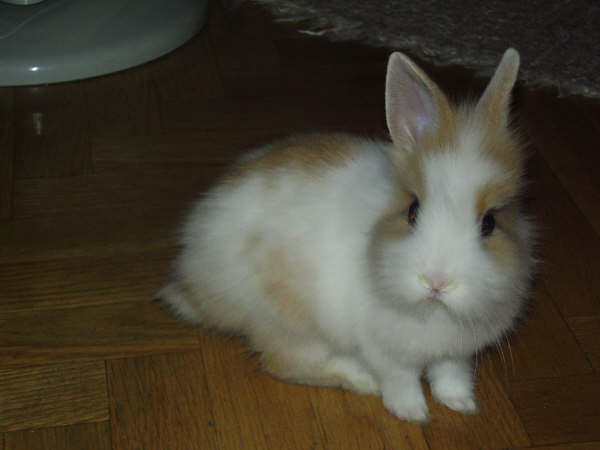 My little rabbit by Sorita-Carol on DeviantArt