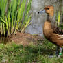 Ruddy Duck