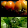 Tomatoes and Calamansi