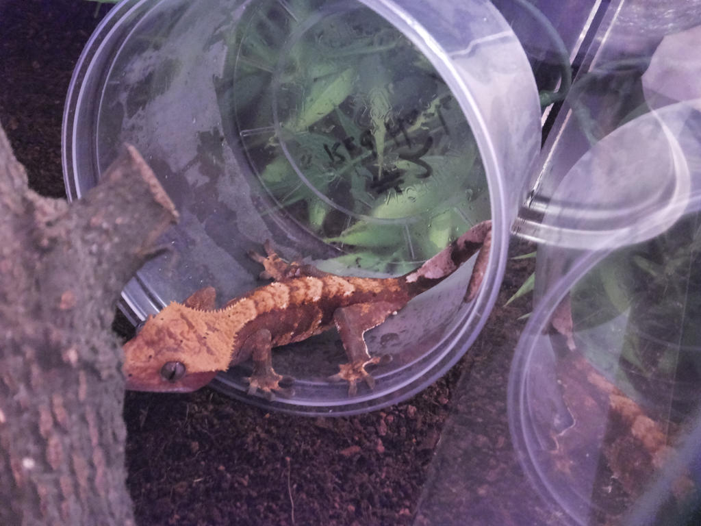 Smaug: Red Harley Crested Gecko