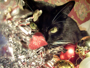 A Christmas Cat