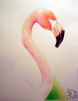 Flamingo