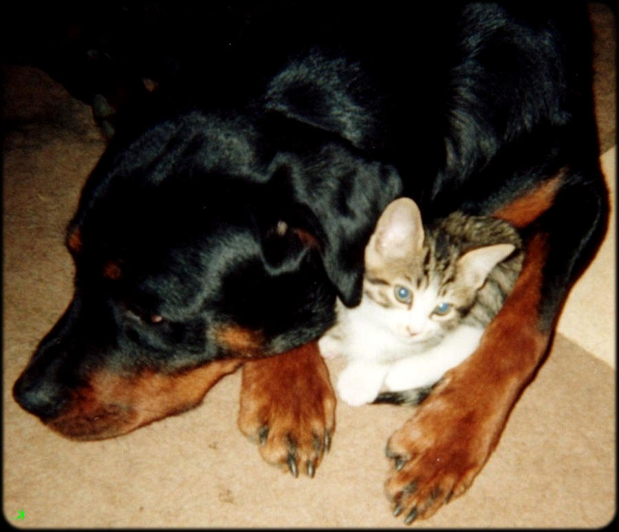 Rottweiler, Bad Bad Dog... by Krimy on DeviantArt