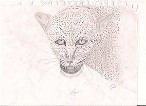 Pencil Leopard