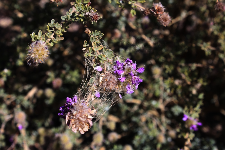 Caught Within Its Web