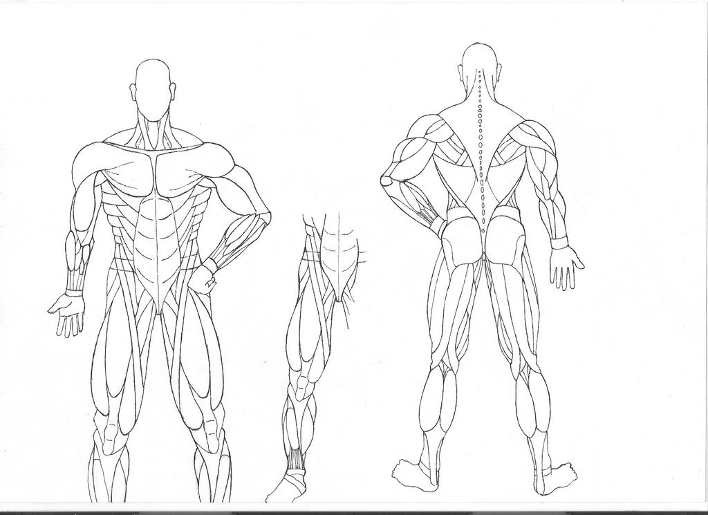 Human Anatomy - Pure Muscles by Shindoh on DeviantArt