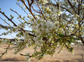 Pear Blossoms