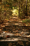 Fall Pathways IV by yadayada1616